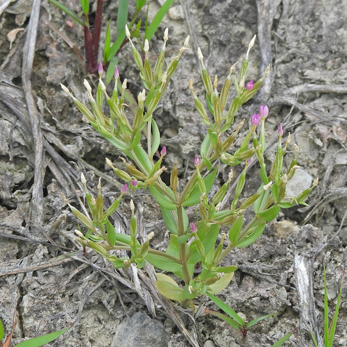 Branched centaury (Centaurium pulchellum)