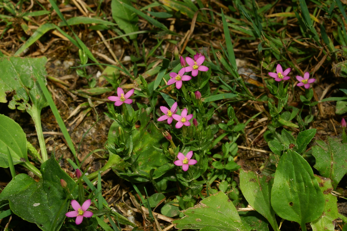 Branched centaury: Zala tavžentroža na Petačevem grabnu.