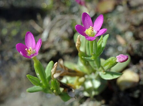 Branched centaury: Close-up of flowering Centaurium pulchellum (Gentianaceae).
