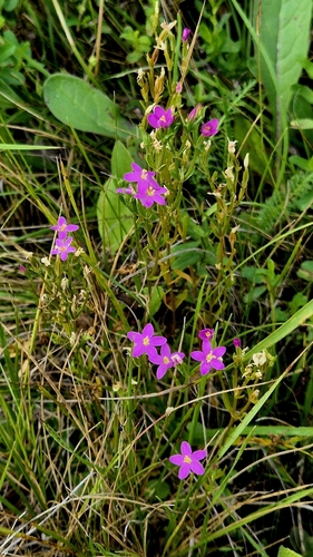 Branched centaury (Centaurium pulchellum)