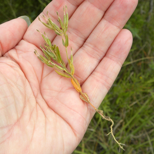 Branched centaury (Centaurium pulchellum)