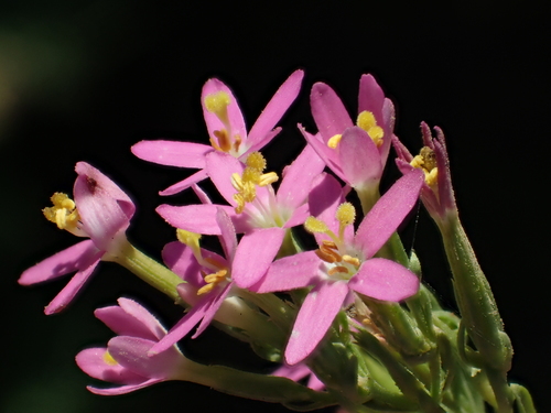 Branched centaury (Centaurium pulchellum)