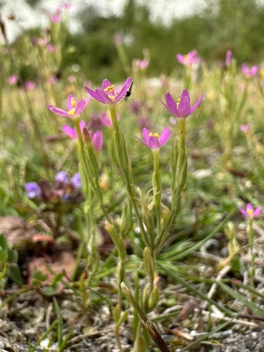 Branched centaury (Centaurium pulchellum)