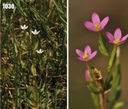 Branched centaury: Centaurium pulchellum, Tajikistan
