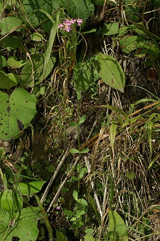 Branched centaury: Zala tavžentroža v Selu.