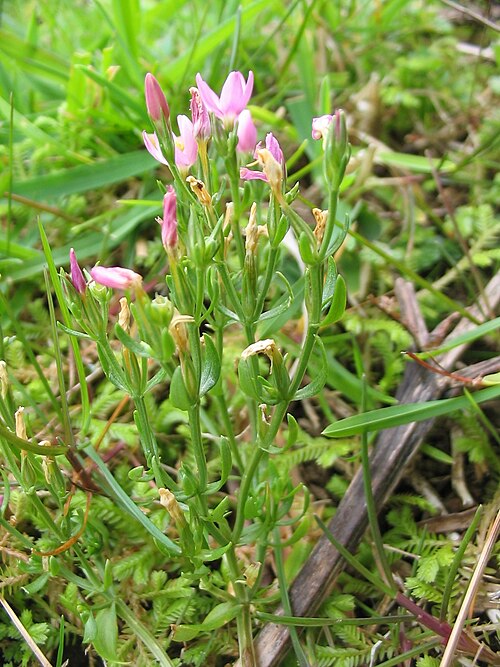 Branched centaury: Kleines Tausendgüldenkraut ( Centaurium pulchellum ) - Habitus