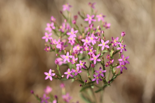 Slender centaury (Centaurium tenuiflorum)