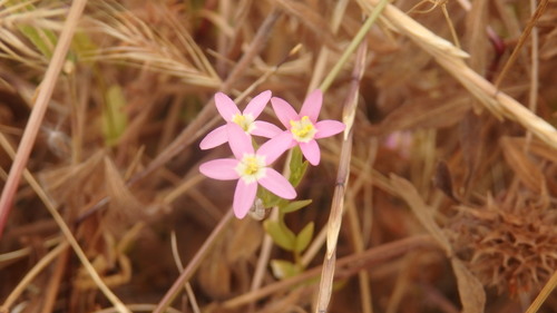 Slender centaury (Centaurium tenuiflorum)