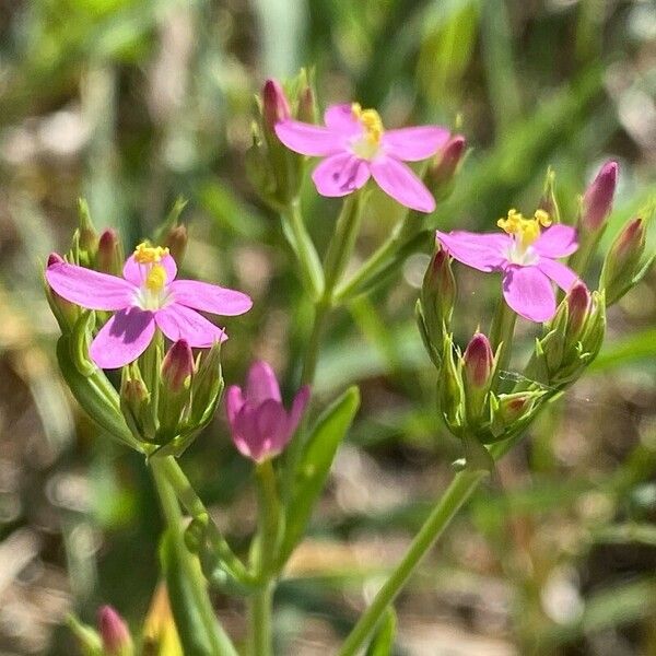 Slender centaury (Centaurium tenuiflorum)