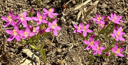 Slender centaury (Centaurium tenuiflorum)