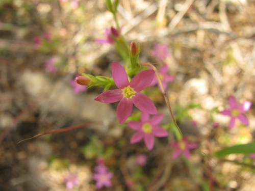 Slender centaury (Centaurium tenuiflorum)
