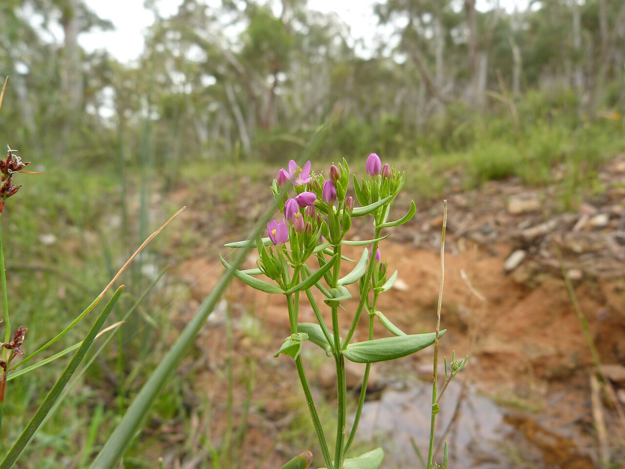 Slender centaury: Centaurium tenuiflorum (Hoffm. & Link) Fritsch, Black Mountain, Canberra, ACT, 7 December 2010
