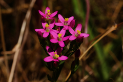 Slender centaury (Centaurium tenuiflorum)