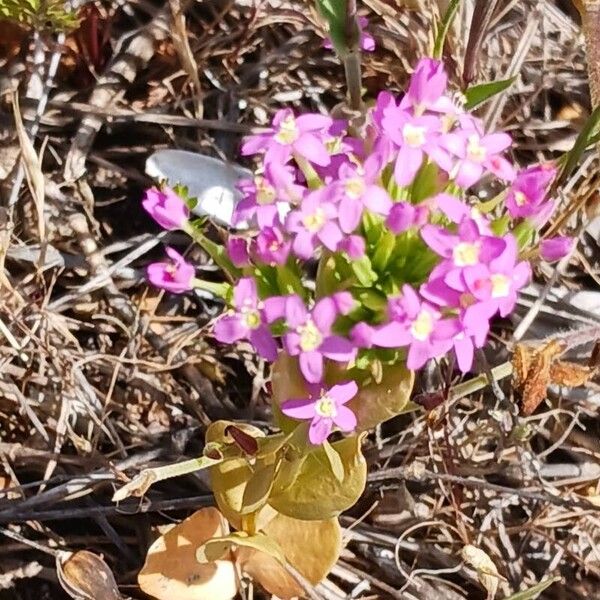Slender centaury (Centaurium tenuiflorum)