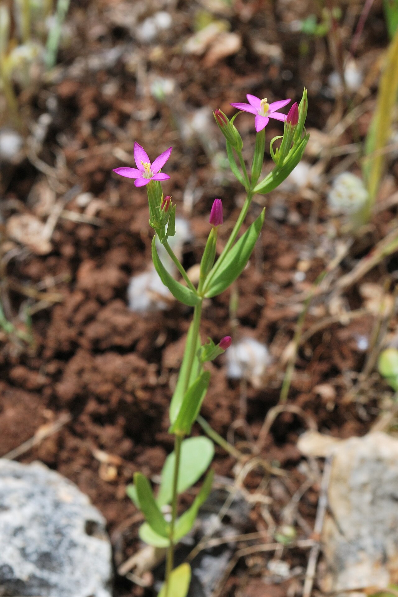 Slender centaury: Centaurium tenuiflorum (Hoffmanns. & Link) Fritsch, Mount Carmel, Israel, May 3, 2011.