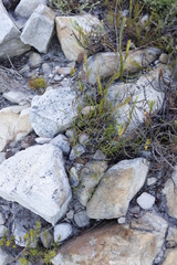 Centella affinis (Centella affinis)