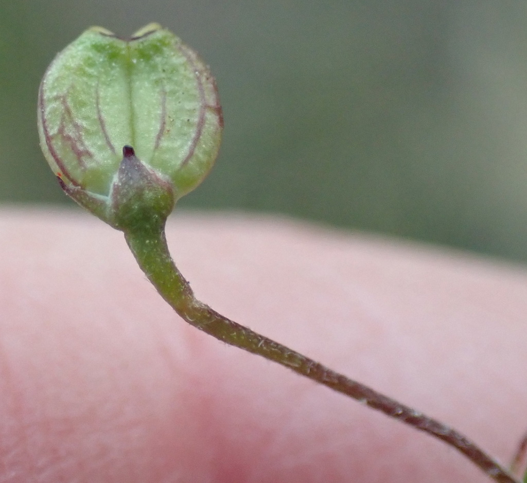 Centella affinis (Centella affinis)