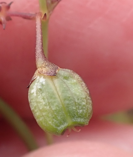 Centella affinis (Centella affinis)