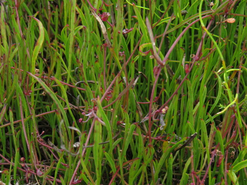 Centella affinis (Centella affinis)