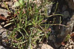 Centella affinis (Centella affinis)