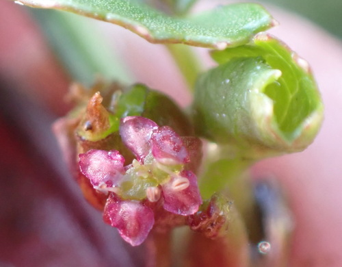 Centella (Centella asiatica)