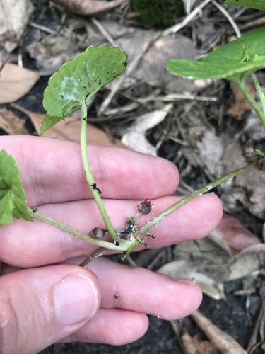 Centella (Centella asiatica)