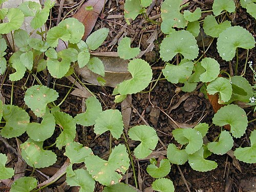 Centella: Centella asiatica (habit). Location: Maui, Wahinepee