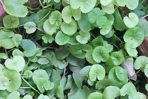 Centella: Ondelaga