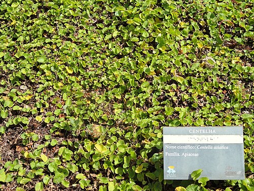 Centella: Botanical specimen in the Jardim Botânico de Brasília, Brasília, Brazil.