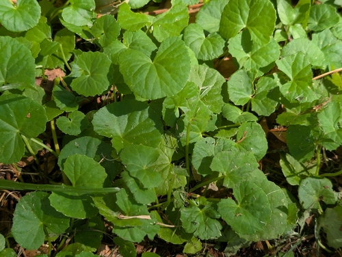 Centella (Centella asiatica)