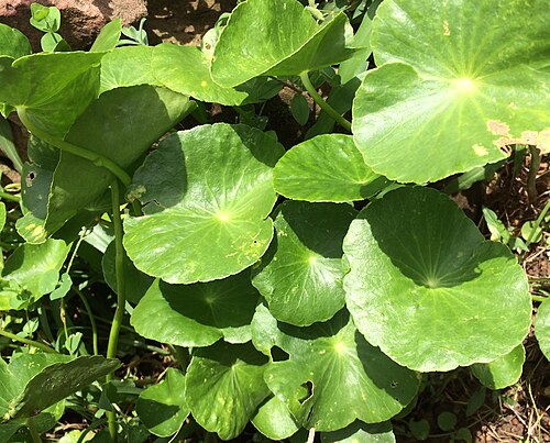 Centella: lotus de terre, feuilles acidulées comestibles