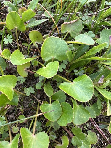 Centella (Centella asiatica)