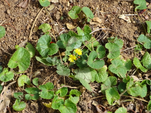 Centella (Centella asiatica)