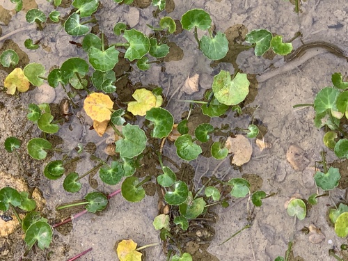 Centella (Centella asiatica)