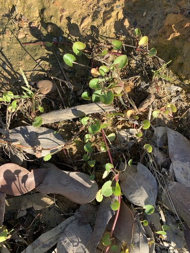 Centella (Centella asiatica)
