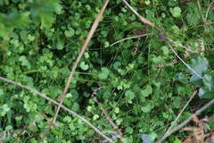 Centella callioda (Centella callioda)