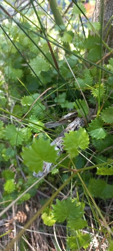 Centella callioda (Centella callioda)