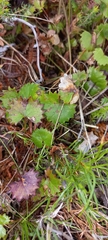Centella callioda (Centella callioda)