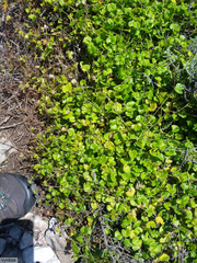 Centella callioda (Centella callioda)