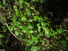 Centella callioda (Centella callioda)