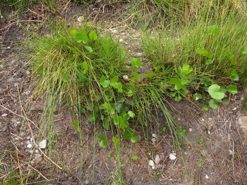 Centella callioda (Centella callioda)