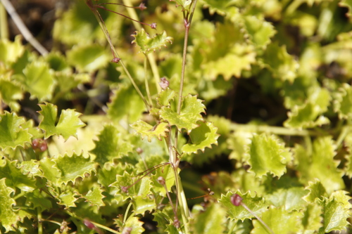 Centella callioda (Centella callioda)