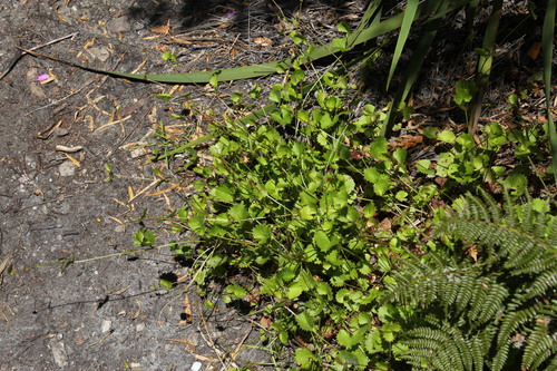 Centella callioda (Centella callioda)