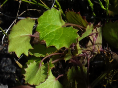 Centella callioda (Centella callioda)