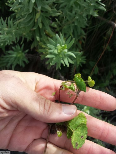 Centella callioda (Centella callioda)