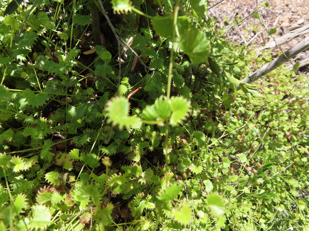 Centella callioda (Centella callioda)
