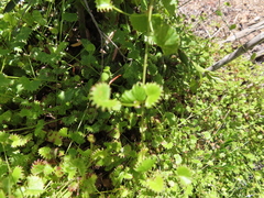 Centella callioda (Centella callioda)