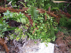 Centella callioda (Centella callioda)