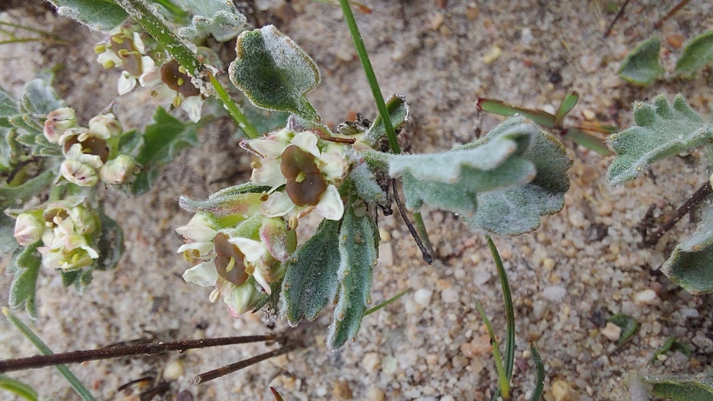 Centella capensis (Centella capensis)