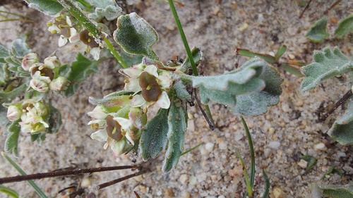 Centella capensis (Centella capensis)